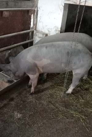 Porci, purcei  - imagine 5