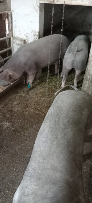 Porci, purcei  - imagine 3