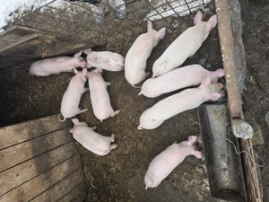 Porci de vanzare ,detalii la telefon