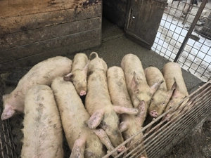 Porci de vanzare ,detalii la telefon - imagine 3