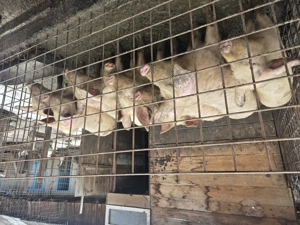 Porci de vanzare ,detalii la telefon - imagine 4