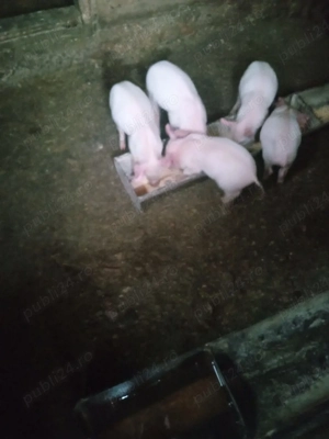 Purceii sunt vaccinati antarcati de două săptămni au rămas doar 5 buc mănâncă singuri faina usc - imagine 2