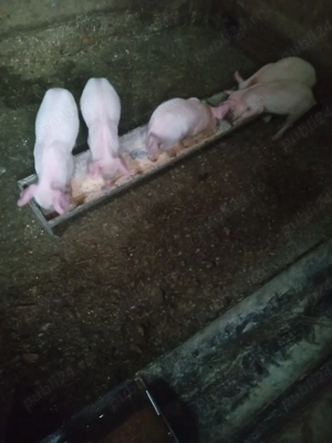 Purceii sunt vaccinati antarcati de două săptămni au rămas doar 5 buc mănâncă singuri faina usc - imagine 4