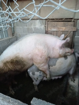 Purceii sunt vaccinati antarcati de două săptămni au rămas doar 5 buc mănâncă singuri faina usc - imagine 5