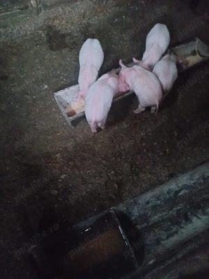 Purceii sunt vaccinati antarcati de două săptămni au rămas doar 5 buc mănâncă singuri faina usc - imagine 3