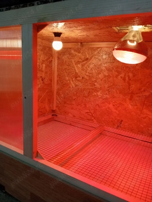 Maternitate pui de o zi  - imagine 4