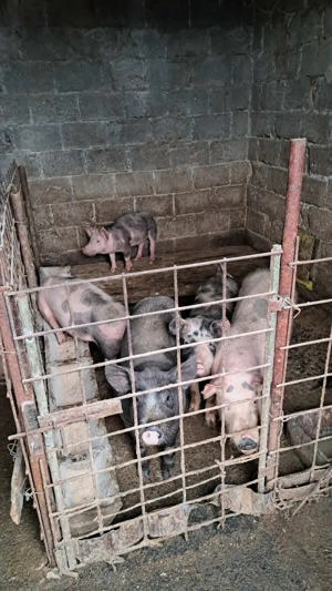 Vând purcei 35-50kg