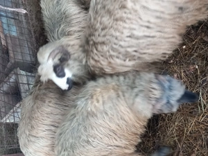 Vand 4 oi tinere de anul trecut 