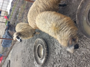 Vand 4 oi tinere de anul trecut  - imagine 4