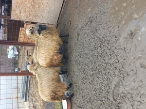 Vand 4 oi tinere de anul trecut  - imagine 5