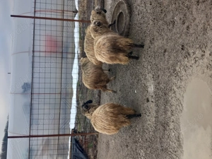 Vand 4 oi tinere de anul trecut  - imagine 2