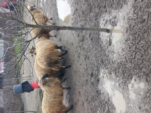 Vand 4 oi tinere de anul trecut  - imagine 3