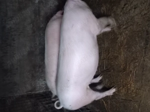 De vânzare  ce se vede in poza  - imagine 4