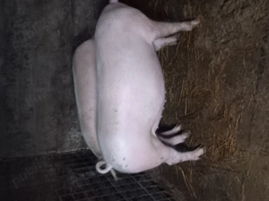 De vânzare  ce se vede in poza  - imagine 3