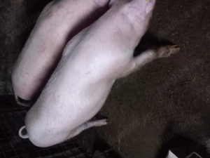 De vânzare  ce se vede in poza 