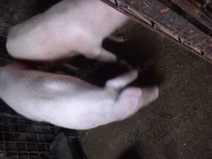 De vânzare  ce se vede in poza  - imagine 2