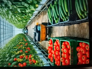 Angajam urgent cupluri in Austria  - imagine 2