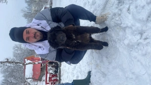 Căței ciobănesc corb originali 