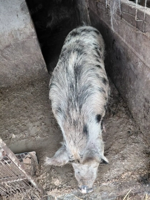 vand un porc scroafa