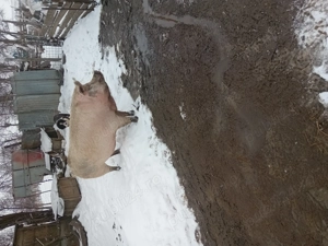 Porc de vanzare 16 lei negociabil 