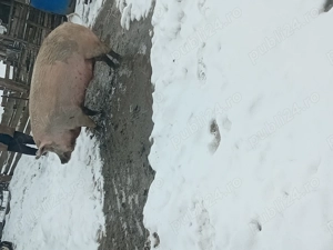 Porc de vanzare 16 lei negociabil  - imagine 2