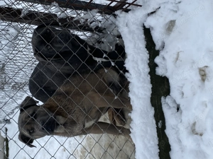 catelusi cane corso italianao  - imagine 2