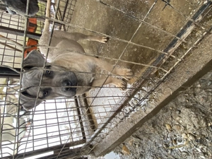 catelusi cane corso italianao  - imagine 3