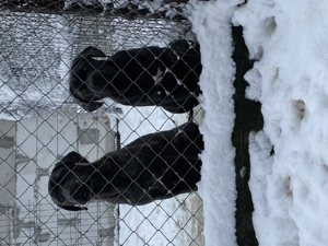 catelusi cane corso italianao  - imagine 5