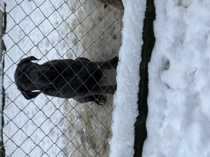 catelusi cane corso italianao  - imagine 8