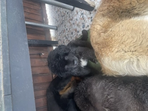 Căței ciobănesc corb originali  - imagine 3