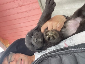 Căței ciobănesc corb originali  - imagine 2