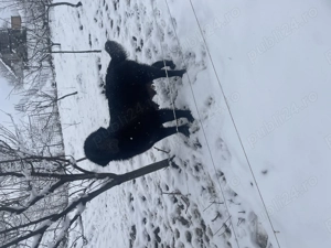 Căței ciobănesc corb originali  - imagine 4