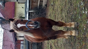 Mânz de 2 ani  !!! - imagine 3