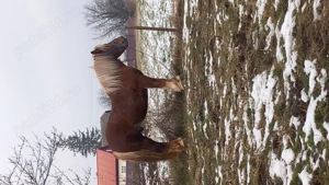 Mânz de 2 ani  !!! - imagine 4