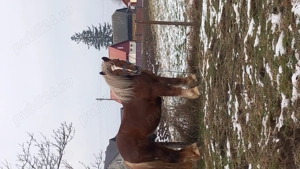 Mânz de 2 ani  !!! - imagine 5