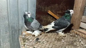 Vând porumbei uriasi magheari