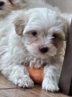 Bichon talie mica  - imagine 2