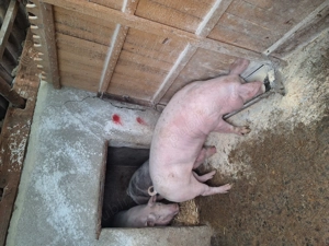 Porci de vanzare 130-160kg - imagine 2