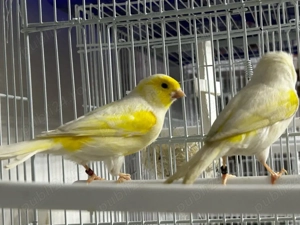 Canari de colorit  - imagine 2