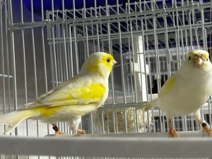 Canari de colorit  - imagine 3