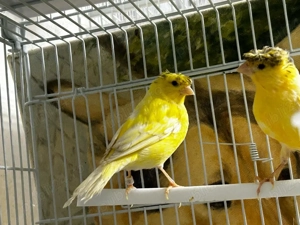 Canari moțați  - imagine 3