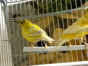 Canari moțați  - imagine 2