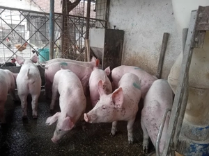 Șoldani, 40 kg - imagine 5