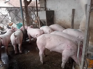 Șoldani, 40 kg - imagine 3