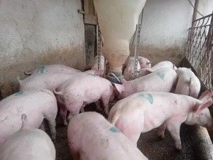 Șoldani, 40 kg - imagine 2