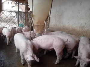 Șoldani, 40 kg - imagine 4