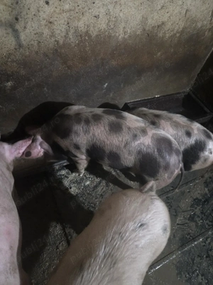 Vând Șoldani - imagine 3