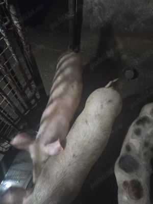 Vând Șoldani - imagine 2