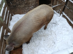 Vând jumătate de porc  - imagine 3