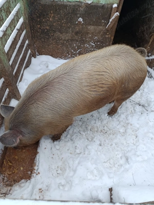 Vând jumătate de porc  - imagine 2